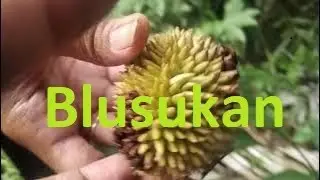 mencari buah dan jamur di hutan pegunungan | adventure