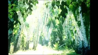 Футаж БЕРЁЗЫ LOOP