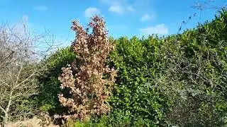 Flowering currant to primula blooms