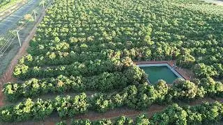Plantio de Manga. Filmagem com Drone Phantom 4 PRO
