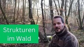 Waldfotografie- Strukturen im Wald