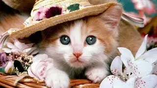 kucing