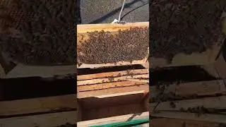 Вышли из зимовки🐝Но не без потерь.