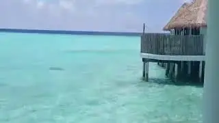 COMO Maalifushi, Maldives