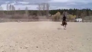 Squirt Cranbrook Mare for Sale