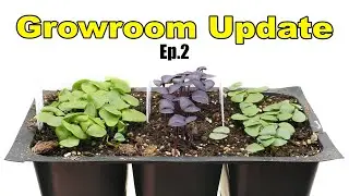 2023 Growroom Update Ep 2
