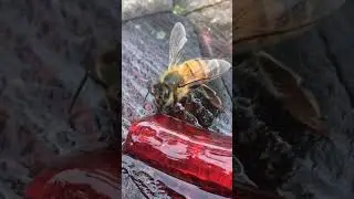 Сколько ног у пчелы