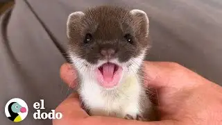 Meet an adorable creature: an ermine | Small and Brave | The Dodo