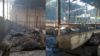 Qirg‘izistonda 223 bosh qoramol tiriklay yonib ketdi