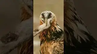 O pássaro que se alimenta de ossos #wildlife #shorts