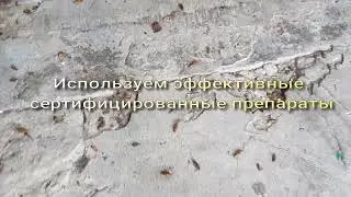Дезинсекция обработка от тараканов в Краснодаре 89282017202