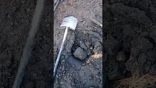 Опять кабанчик 
