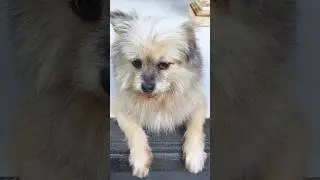 My name is Soda🗿 #shorts #feedshorts #funnydogs
