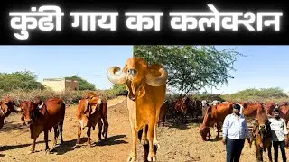 Shree Dwarkesh Gir Gausala #traditional #new #animals