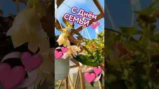 БЕГОНИЯ в цвету 🏵️🌱🏵️🤩🤗С праздником! С днём семьи!!!💫💥💫💞