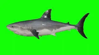 Shark swimming free green screen video and GIF