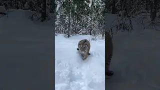 Зимние прогулки тигренка 🐯 winter games with tiger cub