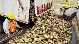 Amazing Modern Technology Automatic Sugar Beet Processing Plant