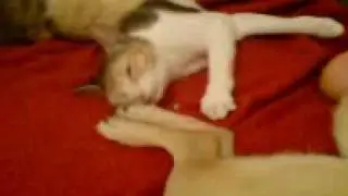 cute Kitty :)