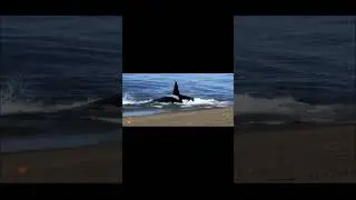 Касатка охотится на суше #животные#касатка