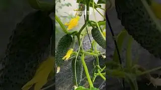 Зробіть це з огірками, отримаєте рясний врожай #огірки #огірок #врожай #урожай