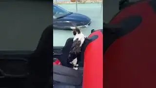 😪 Кот боролся за жизнь до конца и был спасён: в Дубае