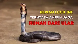 Pelihara Kucing Adalah Cara Ampuh Cegah Ular Masuk Rumah #ular #kucing #cara