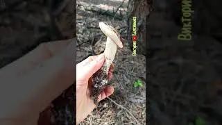 Белые грибы. Днепропетровская область
