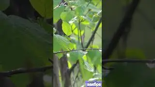 То, что мы не замечаем во время дождя