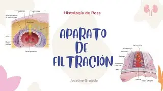 Aparato de filtración renal / Histología del Aparato Urinario