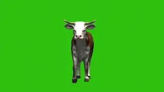 Cow Green screen video, Cow Green screen Footage. Green screen video 