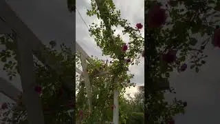 20 июня Роза расцветает и скоро будет просто космос