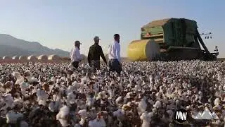 Cosecha de Algodón y Chile en Rancho Mezquite