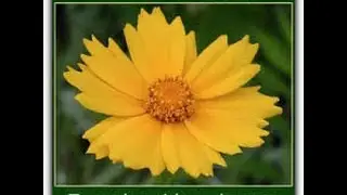Noise Reduction Test (Using Neat Video)