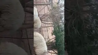 Sheep sex with male