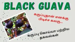 BLACK GUAVA| DEVELOPED BY BAU|FACTS ABOUT BLACK GUAVA|AGRI PEDIA|