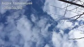 Голуби