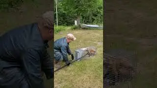 Trapper releases Fox 