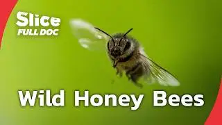 How Europe Lost Its Wild Honey Bees | FULL DOCUMENTARY