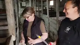 Деревня на Позитиве у нас в гостях Мастер-класс по искусственному осеменению для #деревнянапозитиве