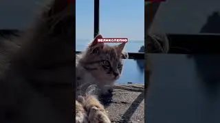 Севастополь. Великолепно. Кот.