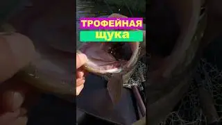 ТРОФЕЙНАЯ ЩУКА #Shorts