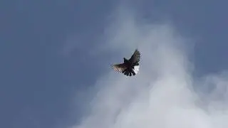 Кировоградские голуби 09 08 2019г