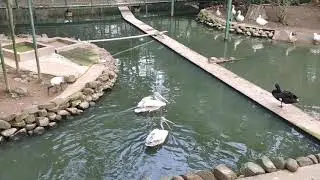 Bannerghatta National Park Zoo Aviary