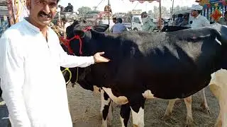 Bachriyan Friesian cow for sale at cow mandi Layyah