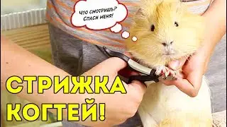 ТОЛИК ПОХУДЕЛ?! СТРИЖКА КОГТЕЙ У МОРСКИХ СВИНОК / SvinkiShow