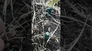 Прививка с воском
