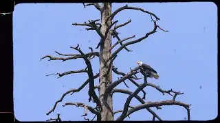 Free as a bird - Black Bear Brand