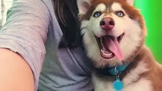 HUSKY IN POOL OF ICE THEN RUNS AWAY