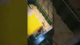 Давай неси крысу... 🤣 
